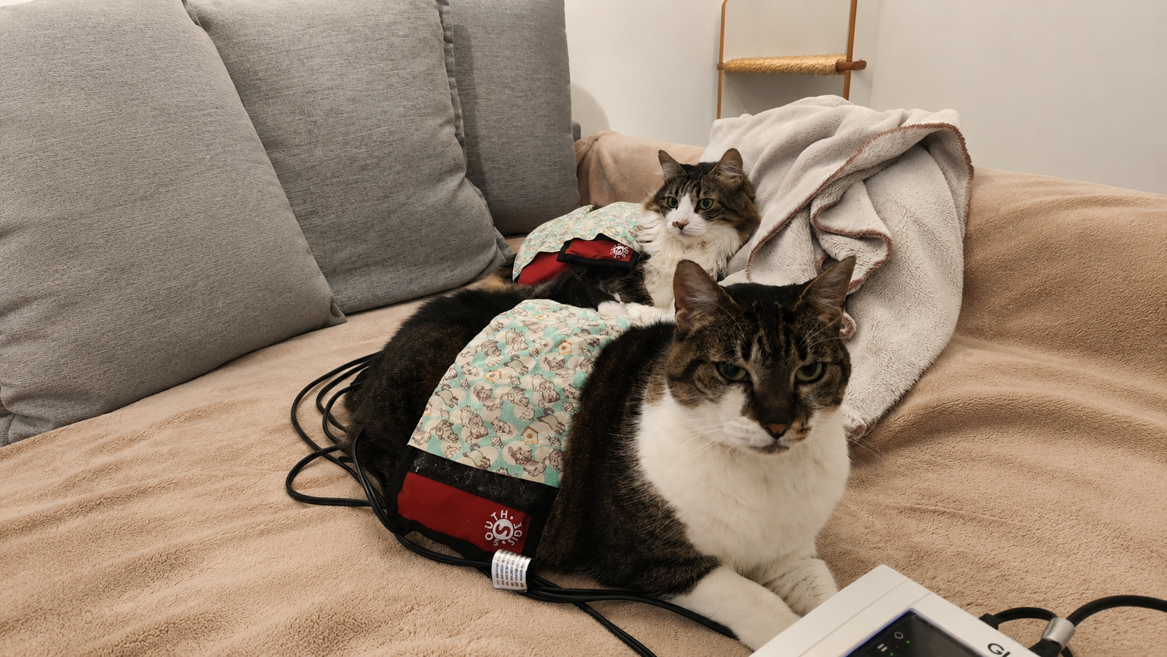 gatinhas magneto.png